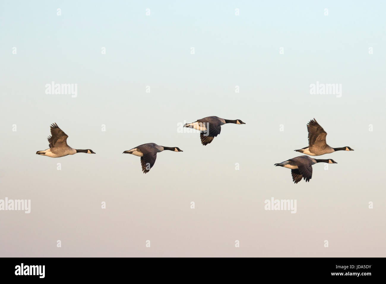 Kanadagänse im Flug. Stockfoto