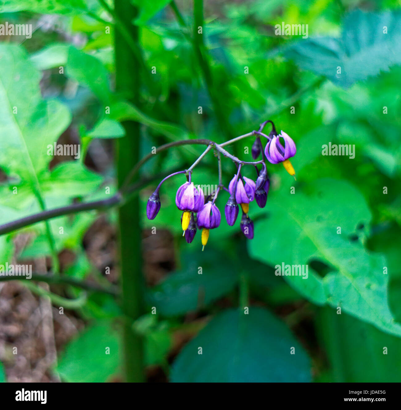 Ein Blick auf die Blumen von Woody nightshade, Solanum dulcamara, im Wald bei alderford Gemeinsame, Norfolk, England, Vereinigtes Königreich. Stockfoto