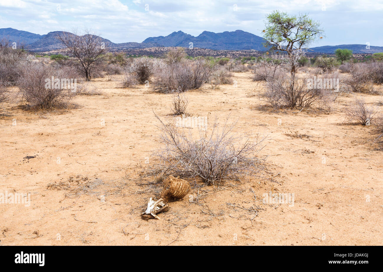 Schädel und Brustkorb des Toten Warzenschwein Kadaver in ariden Buschland Landschaft im GocheGanas Nature Reserve in der Nähe von Windhoek, Namibia Südwest-Afrika Stockfoto