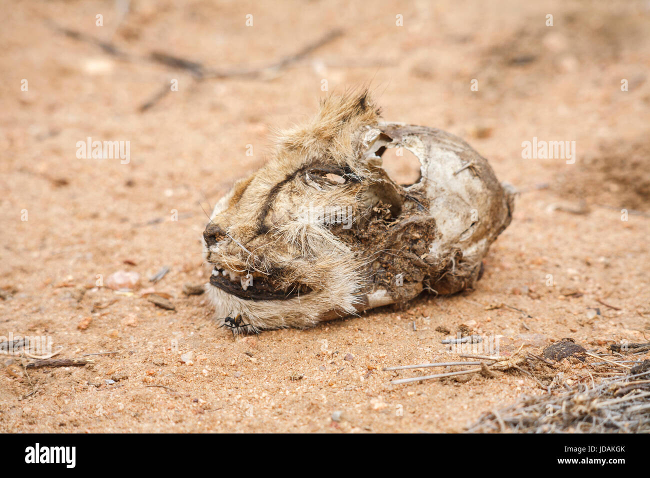 Abgetrennten verfallene Kopf eines Geparden (Acinonyx Jubatus) auf dem Boden liegend, GocheGanas privaten Naturschutzgebiet in der Nähe von Windhoek, Namibia Südwest-Afrika Stockfoto