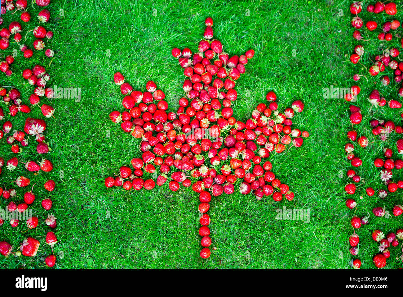 Kanadische Flagge mit maple leaf aus Erdbeeren auf einem grünen Rasen Kanada Tag zu feiern. Stockfoto