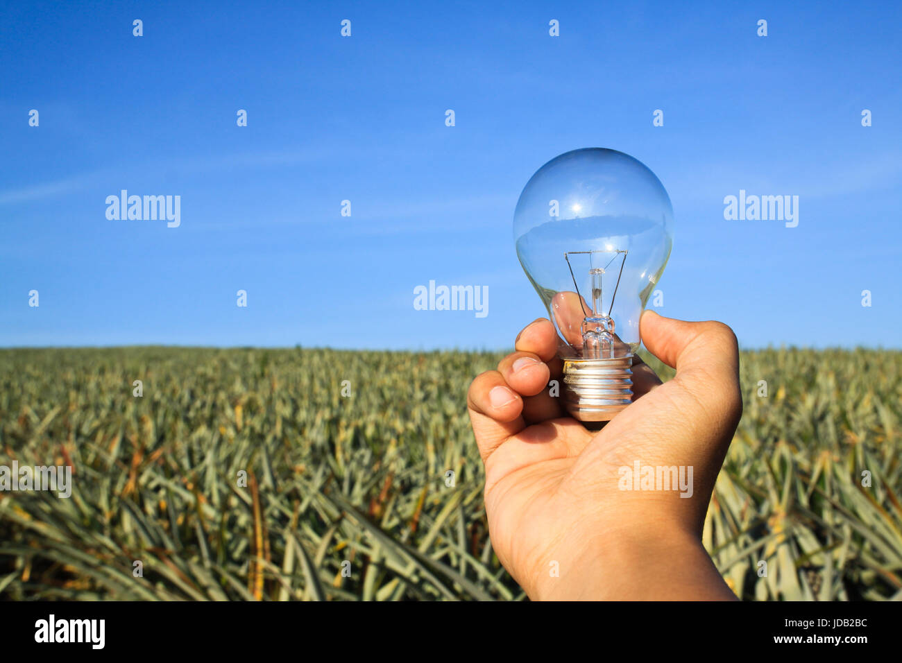 Glühbirne in der Hand mit klare Natur Konservierungskonzept Stockfoto