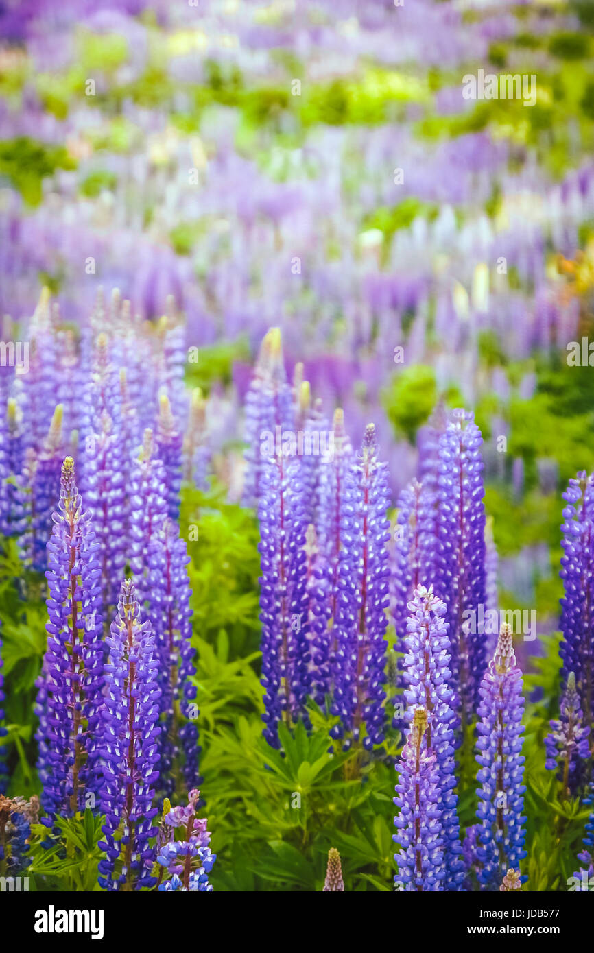 Chile wildblumen Fotos und Bildmaterial in hoher Auflösung Alamy
