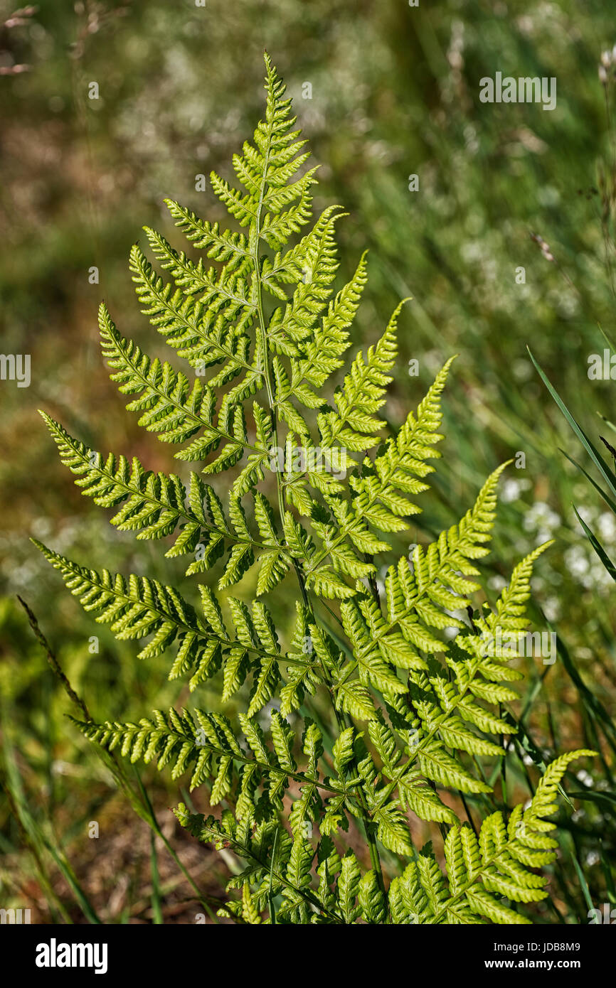 Ein Farn Blatt / Wedel Dryopteris Filix-Mas am Rande des Waldes im Frühsommer Stockfoto