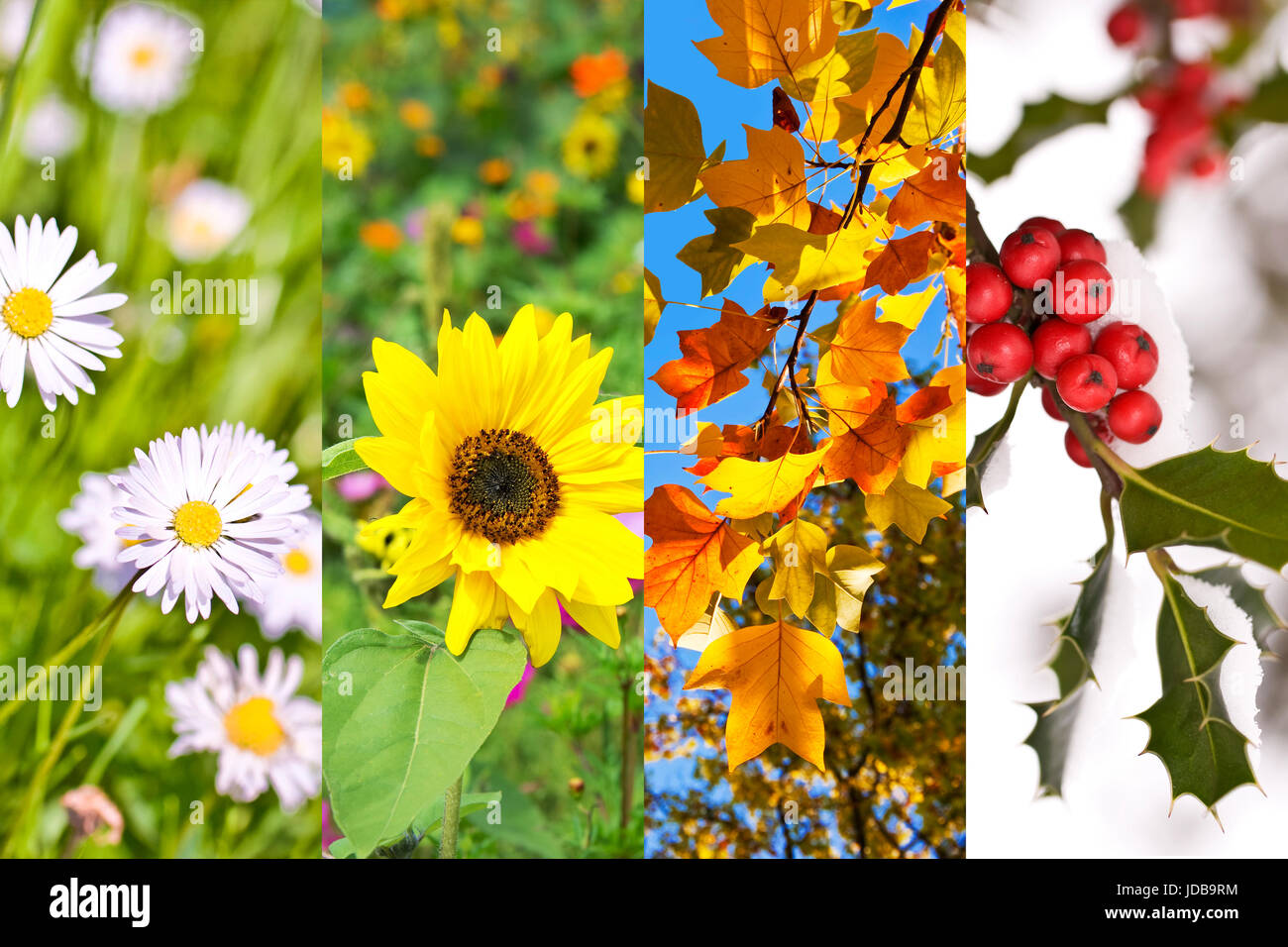 Pflanzen und Blumen im Frühling, Sommer, Herbst, Winter, Foto-Collage, vier Jahreszeiten-Konzept Stockfoto