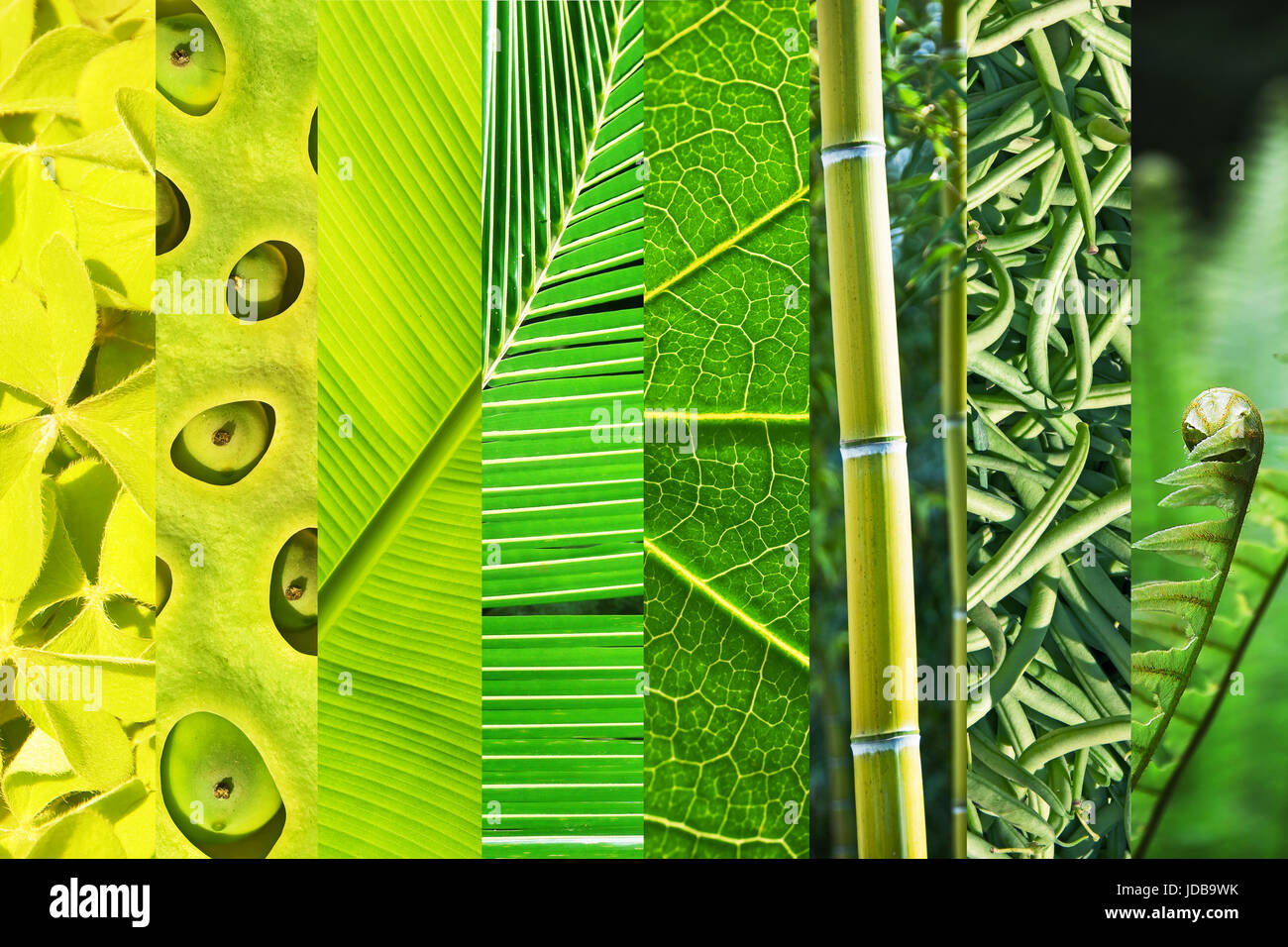 Pflanzlichen grünen Abstufung Collage, Natur-Farbkonzept Stockfoto