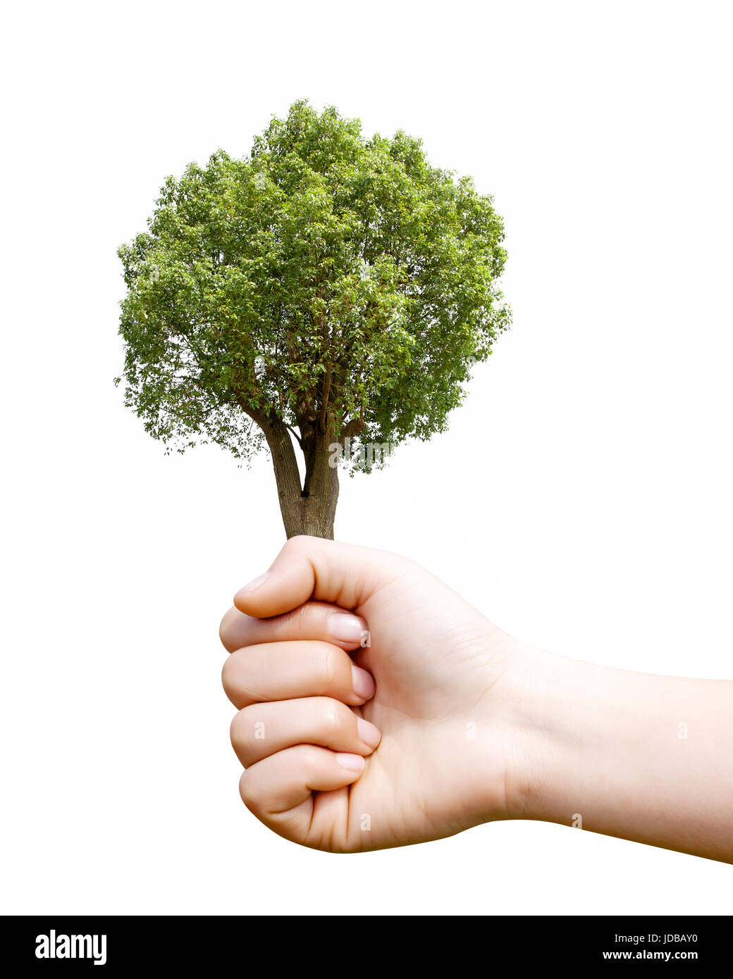 Halten einen Kampfer-Baum, Umweltschutz-Konzepte. Stockfoto