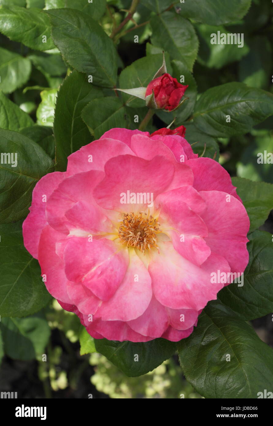 Rosa 'Eye-Catcher"in der Grenze von einem englischen Garten im Sommer (Juni), UK Garten blühen Stockfoto