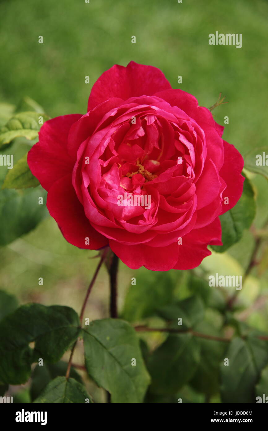 Rosa 'BENJAMIN BRITTEN', stieg ein sehr aromatisch Englisch in Blüte im Sommer (Juni) an der Grenze von einem englischen Garten, UK Stockfoto