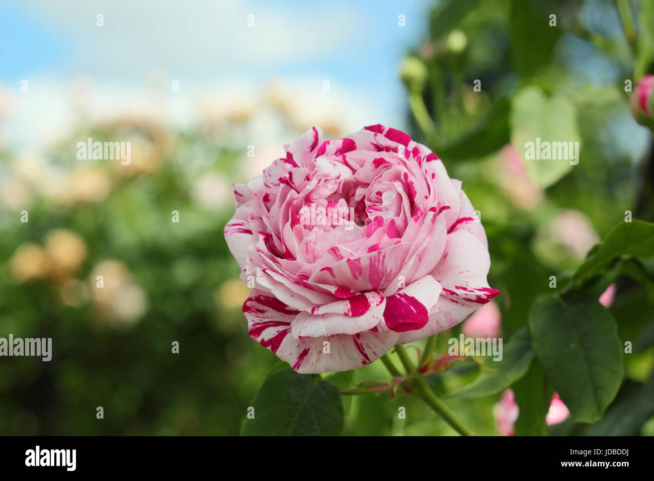 Rosa 'VARIEGATA DI BOLOGNA", einem duftenden Bourbon Rose, in voller Blüte in einem englischen Garten im Sommer (Juni), UK Stockfoto