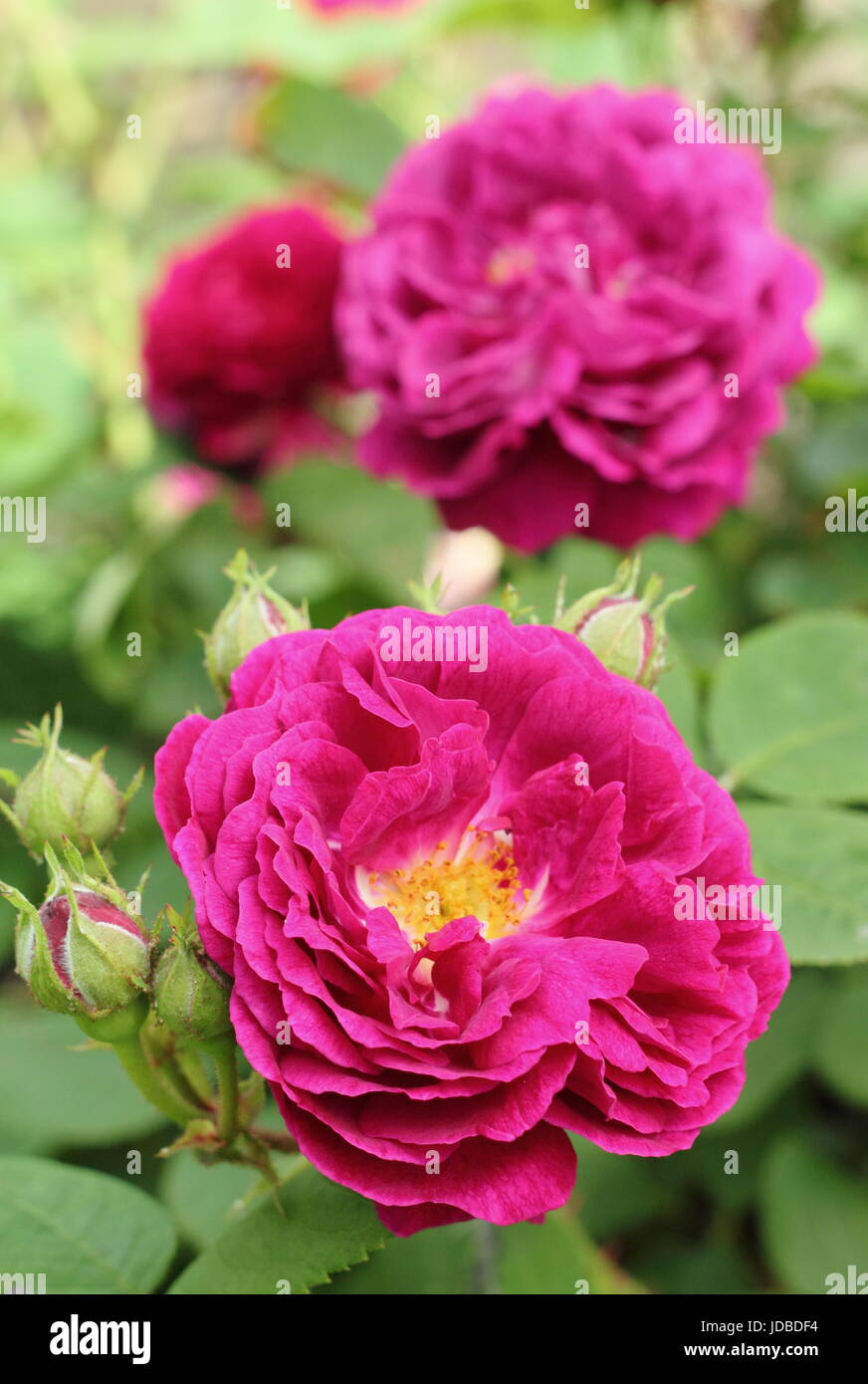 Rosa 'Gipsy Boy' Synonym Rosa 'Zigeunerknabe' und 'Zigeunerjunge', duftend, Bourbon Strauch rose, in voller Blüte in einen englischen Garten Grenze im Juni, UK Stockfoto