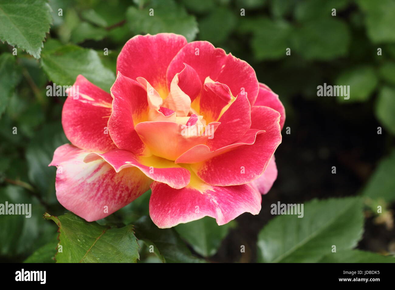 Rosa 'Champagner Cocktail"eine duftende, wiederholen Sie blühende Floribunda rose, Blüte in einer Grenze von einem englischen Garten im Juni, UK Stockfoto