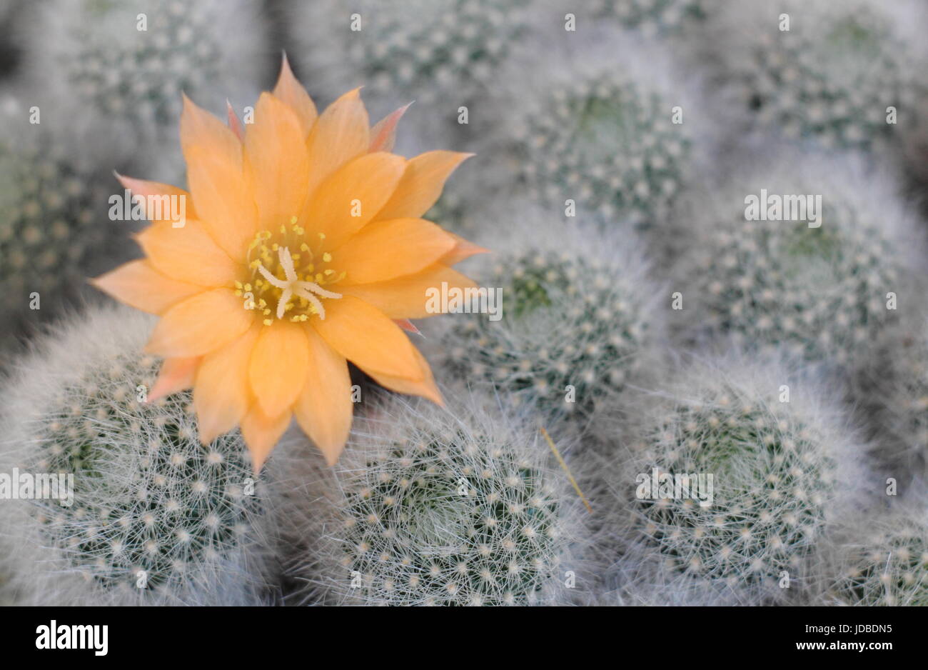 Rebutia Hybrid 'Apricot Ice', Zimmerpflanze Kaktus Blüte im Juni, UK Stockfoto