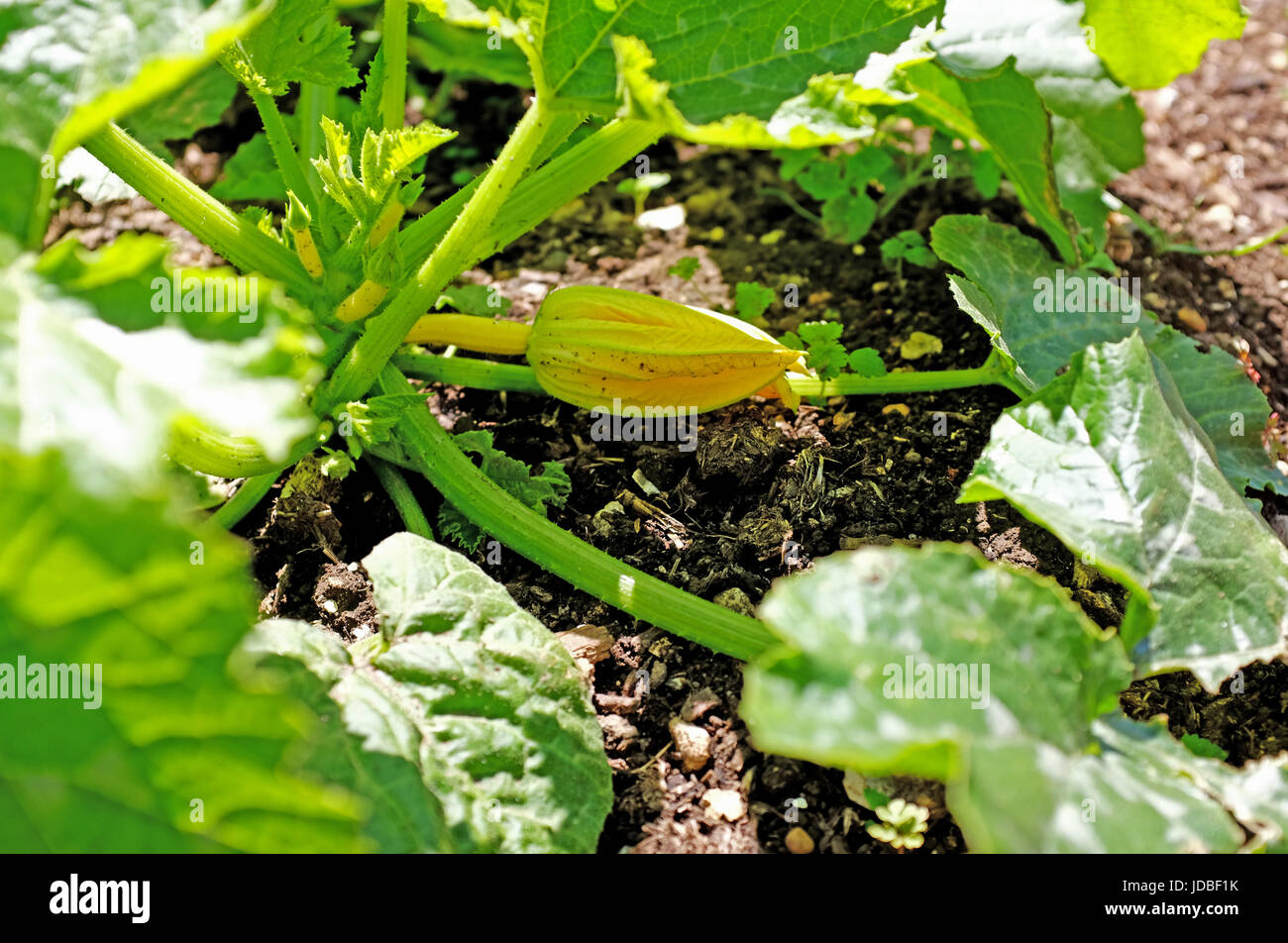 Zucchini angebaut auf einem Garten Zuteilung Sussex UK Stockfoto