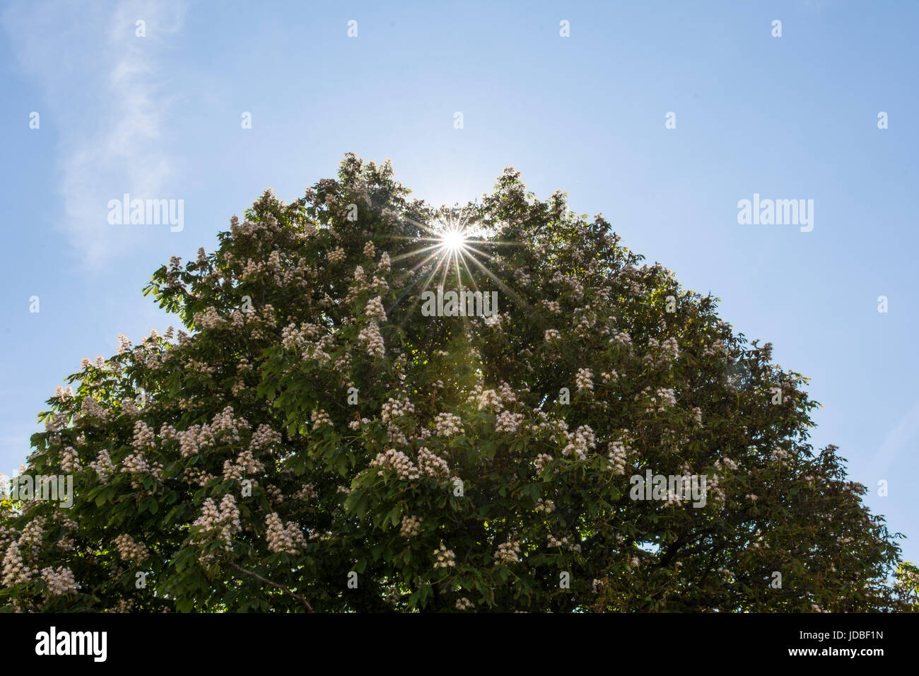 Ein Blick auf das Licht der Sonne durch die Blätter Stockfoto