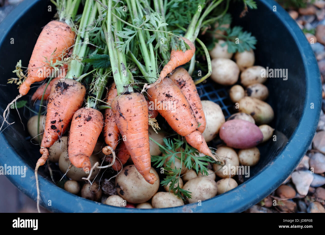 Frisch gegraben, Kartoffeln und Chanteray Karotten gewachsen auf einer Zuteilung UK Foto genommen von Simon Dack Stockfoto