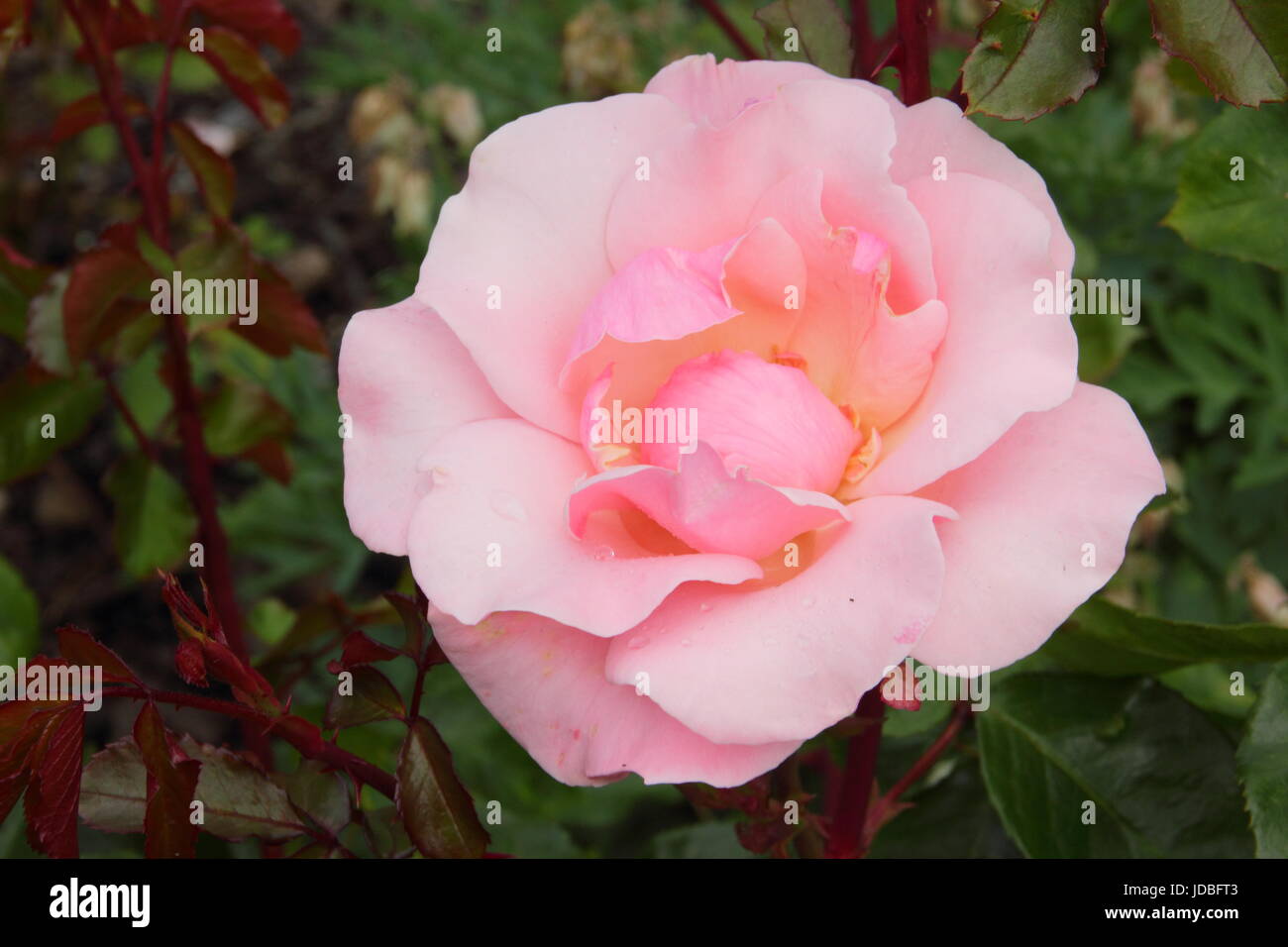 Rosa 'VALENTINE Herz', eine duftende Rosen, Edelrosen blühen in einem englischen Garten im Sommer (Juni), UK Stockfoto