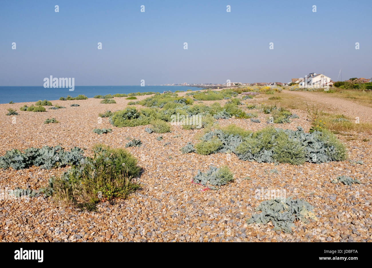 Shoreham Strand Sussex UK - Kiesstrand mit Flora und Forna wachsen auf Foto von Simon Dack Stockfoto