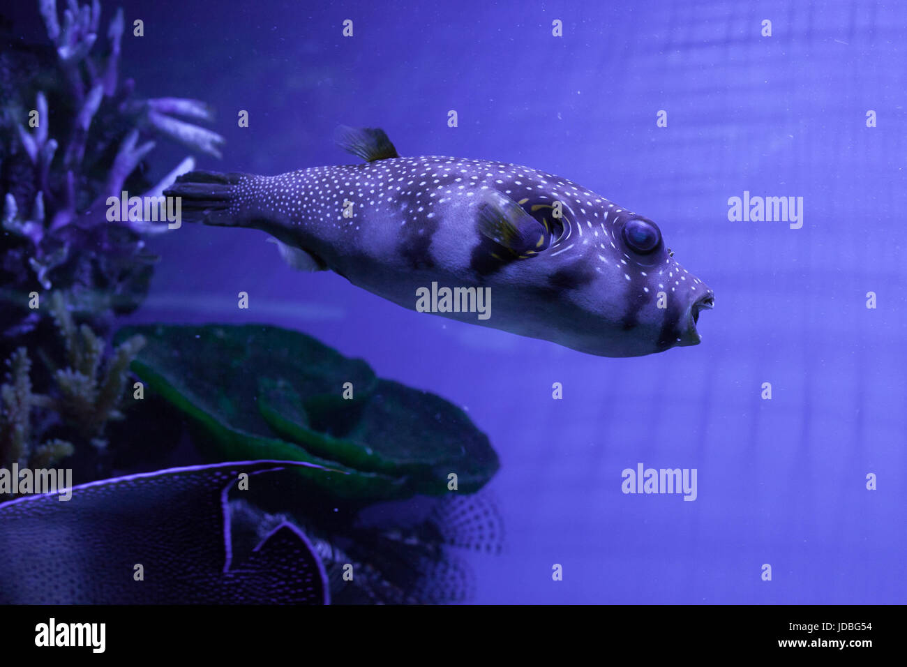 Kugelfische im Aquarium schwimmen. Arothron hispidus Stockfoto