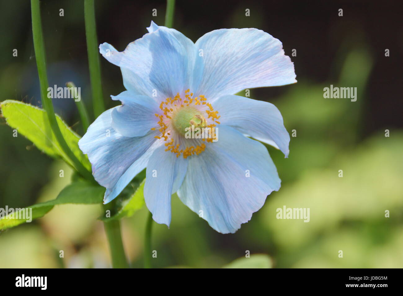 Himalaya blau Mohn (Meconopsis 'Baileyi' Vielfalt), Blüte an einem schattigen Plätzchen in einem englischen Garten im Juni, UK Stockfoto