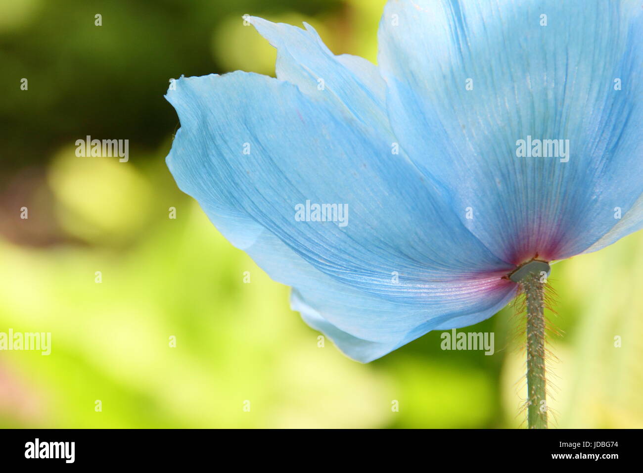 Himalaya Blue Mohn (Meconopsis 'Lingholm' Vielfalt), Blüte an einem schattigen Plätzchen in einem englischen Garten im Juni, UK Stockfoto