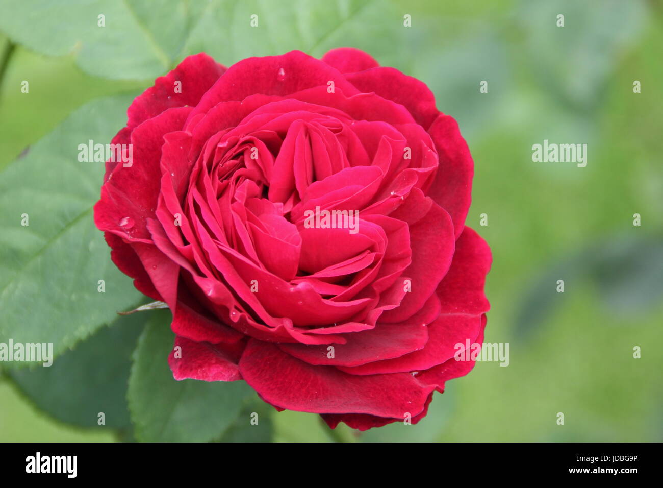 Rosa L D BRAITHWAITE, eine leuchtend rote Floribunda Rose blüht im Juni in einem englischen Garten Stockfoto