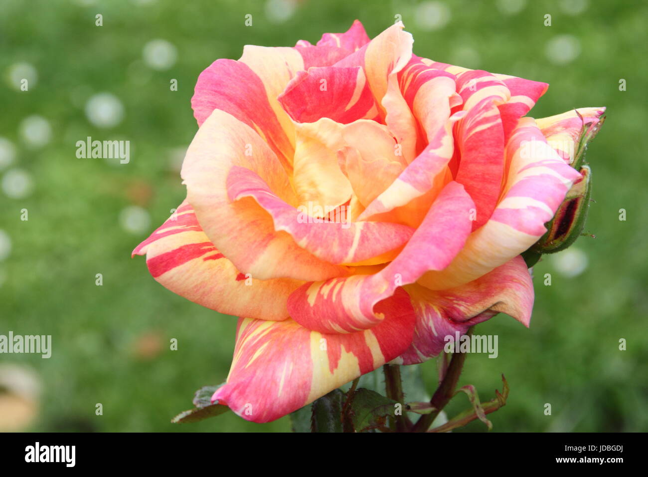 Rosa 'Harry Wheatcroft"ein markantes, duftende Rose, benannt nach seinem extravaganten Namensvetter, ein gefeierter TV-Gärtner.  Blüte im Sommer (Juni), UK Stockfoto