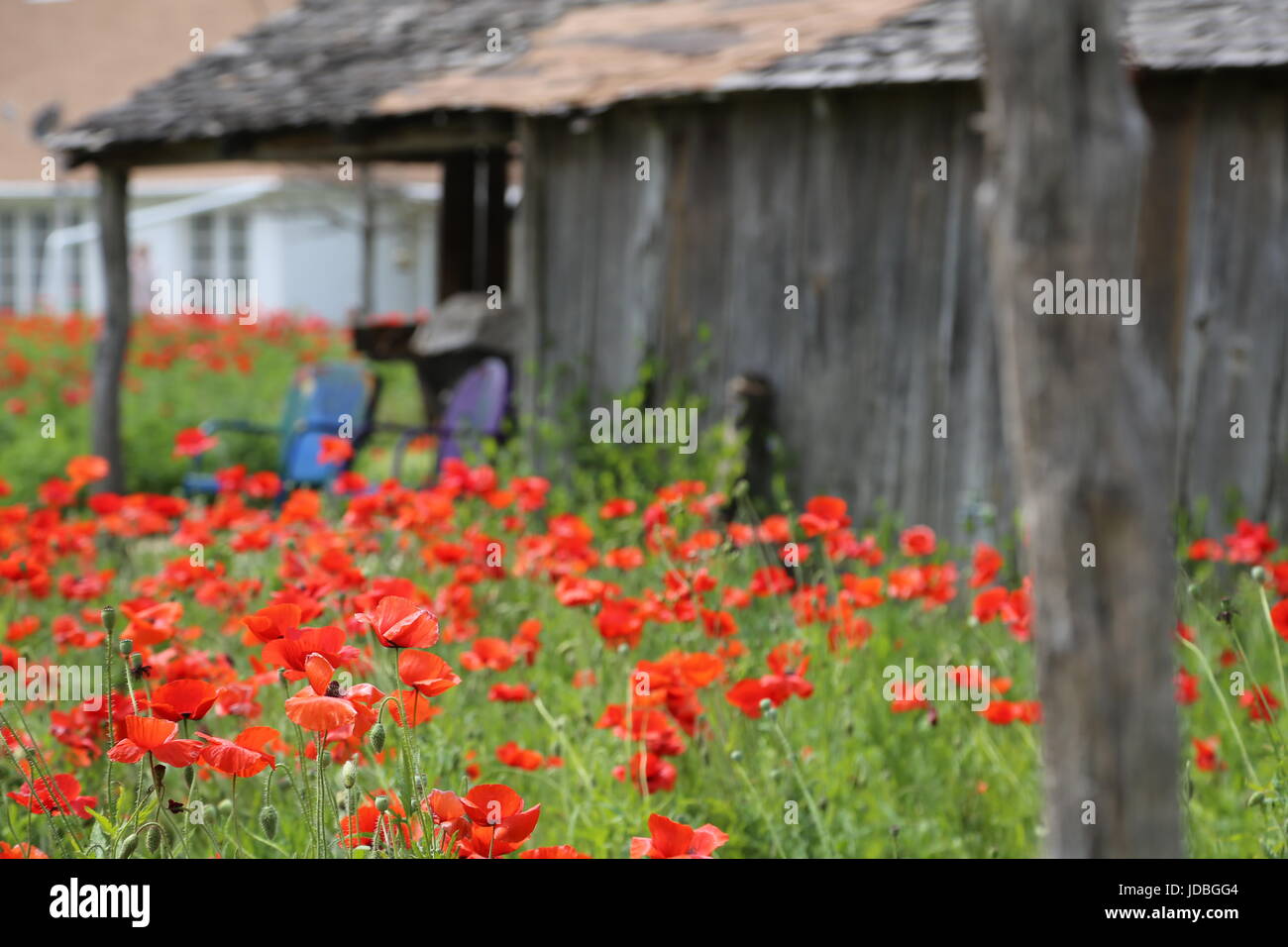 Rote Mohnblumen im Vorgarten Stockfoto