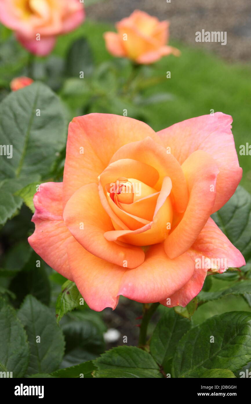 Rosa "Neues Leben" (Cocwarble) Blüte im Juni im Rahmen einer englischen Rosengarten, UK Stockfoto