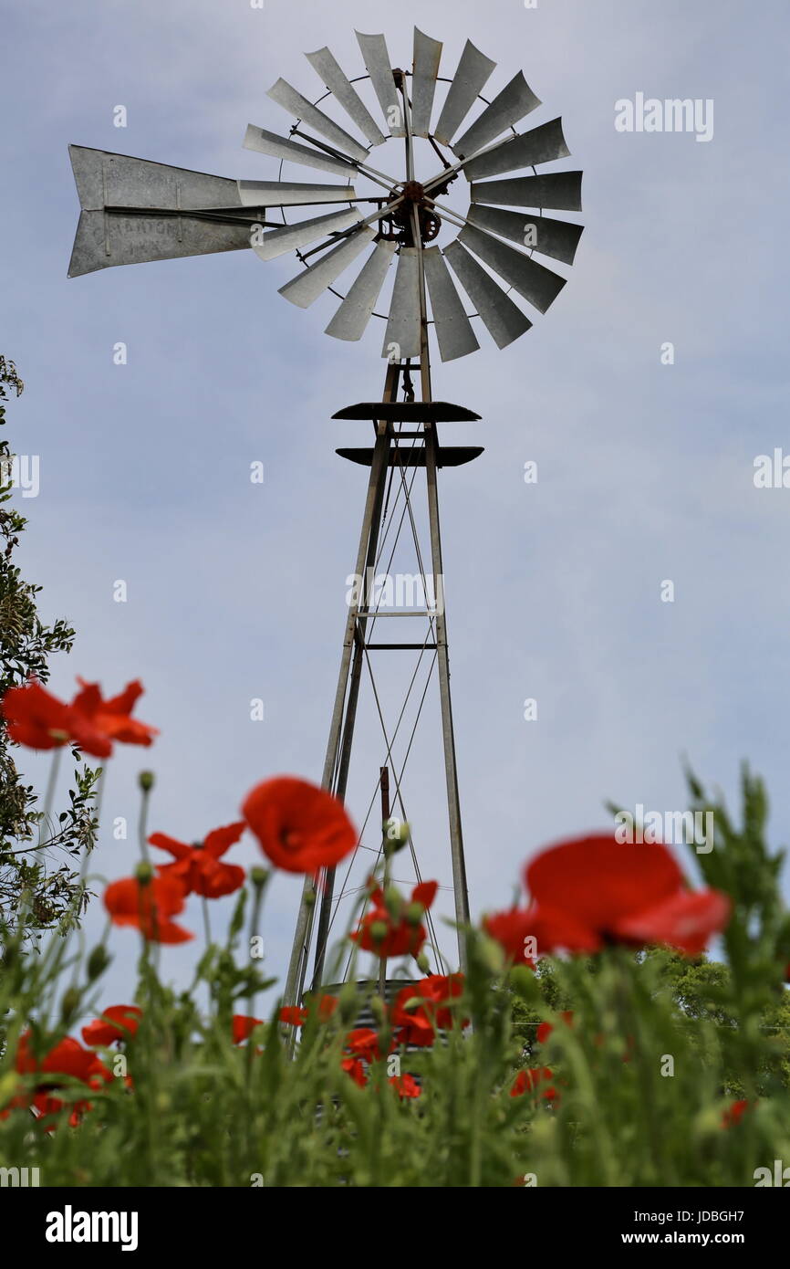 Rote Mohnblumen mit Windmühle Stockfoto
