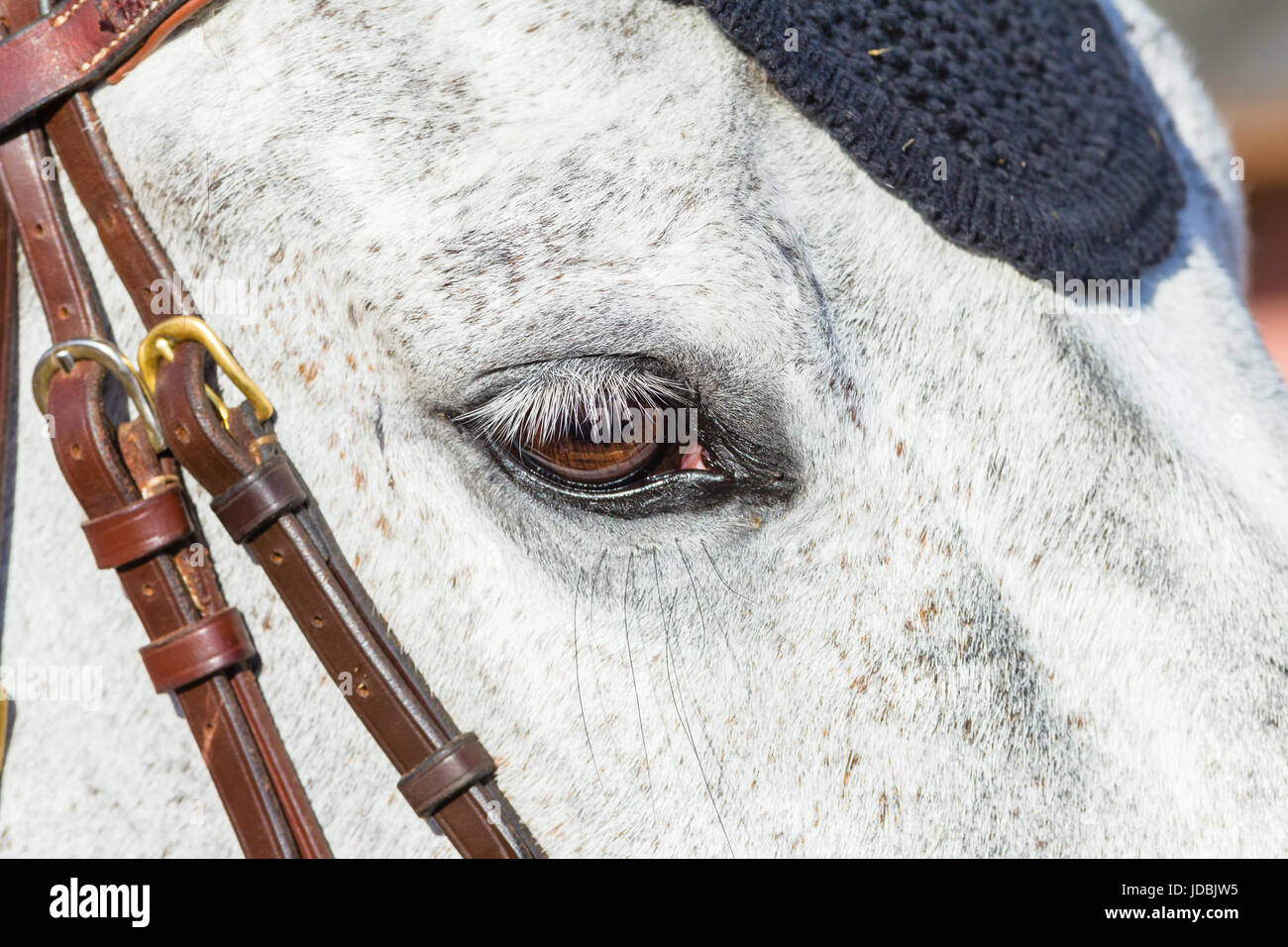 Pferd Kopf Auge Nahaufnahme Tier Detail. Stockfoto