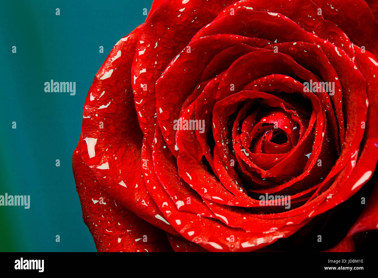 frische rote rose Knospe, die Blütenblätter von roten Rosen Stockfoto