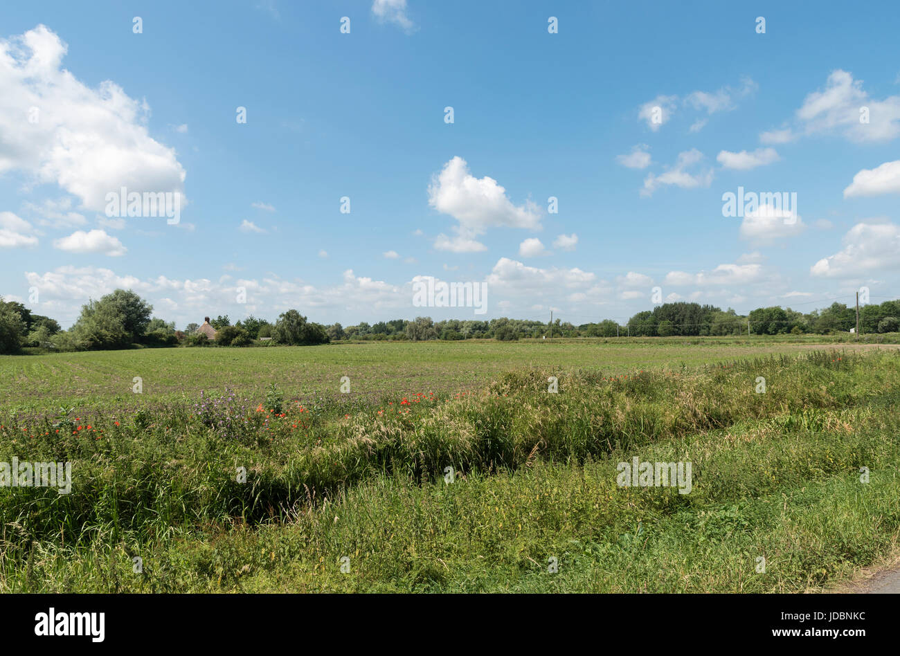 Ländliche Veiw über Felder mit Mohnblumen in rauen Grünstreifen Stockfoto