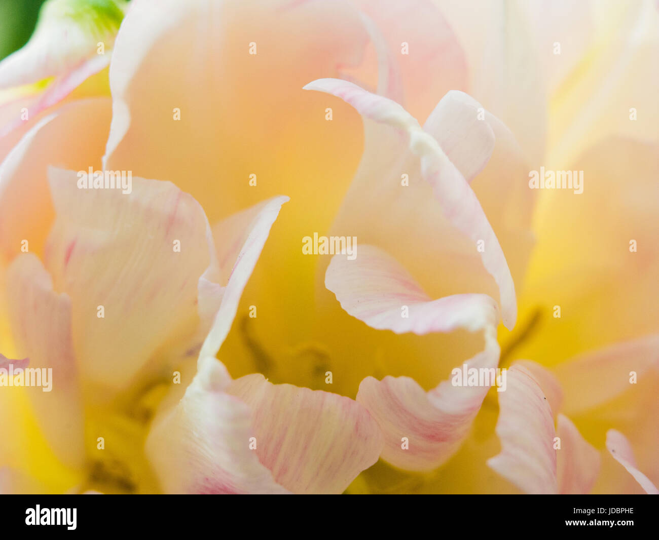 Weiß-rosa Tulpe Blütenblätter mit extremer Vergrößerung. Stockfoto