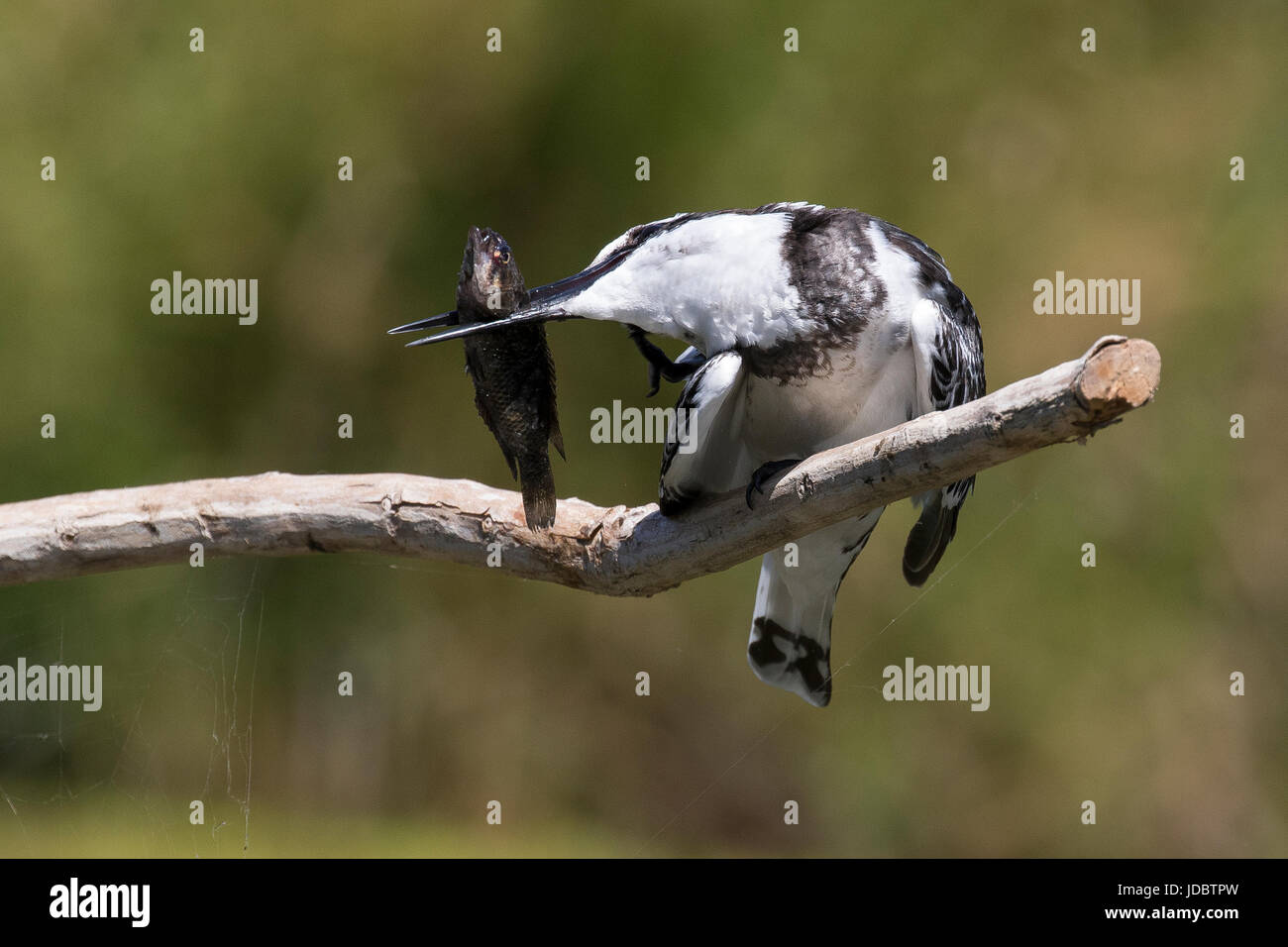Pied Kingfisher, Essen fangen, Intaka Island, Cape Town, Südafrika, Afrika Stockfoto