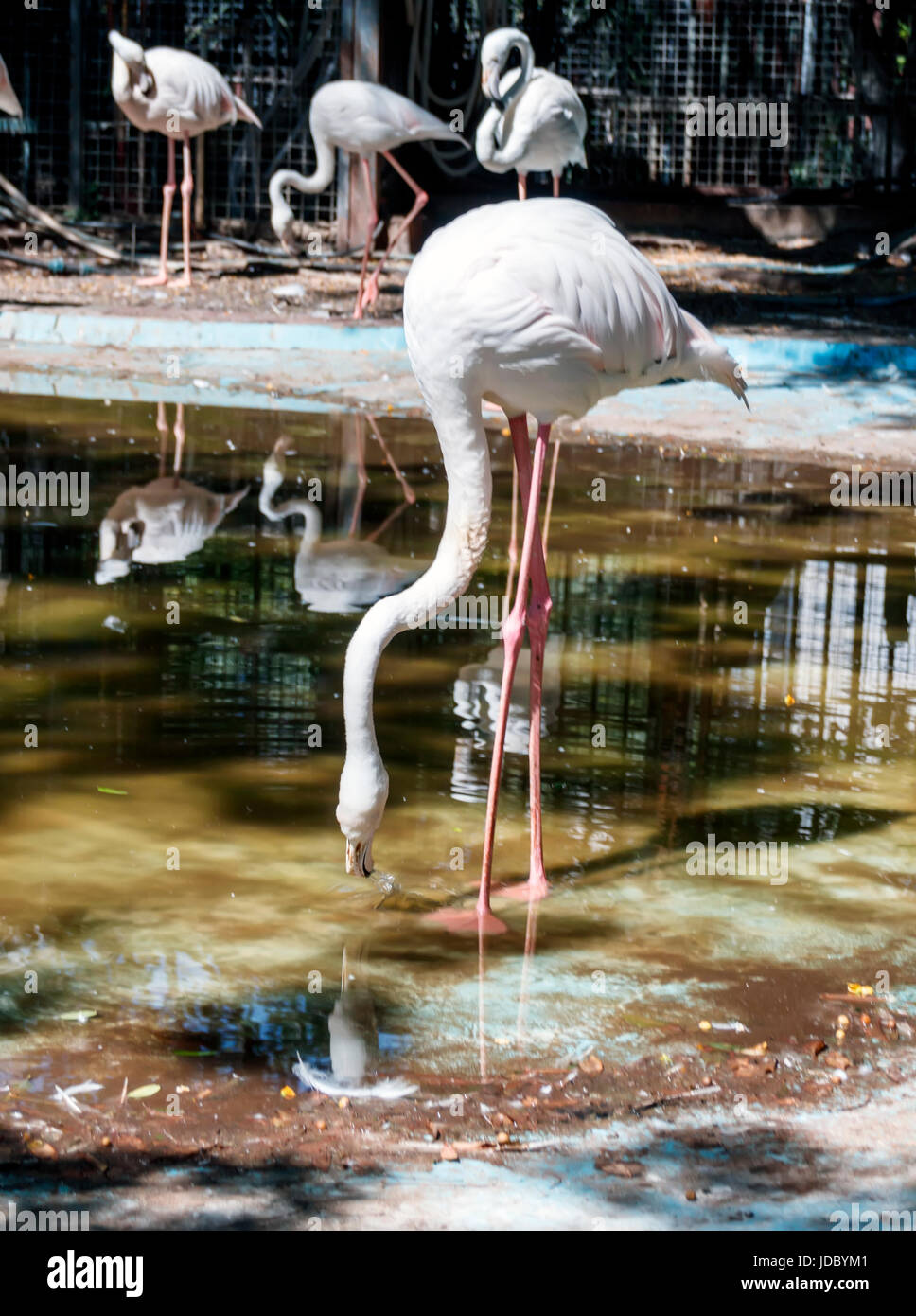 Große und schöne Vogel in einem Zoo Flamingo Rose Stockfoto