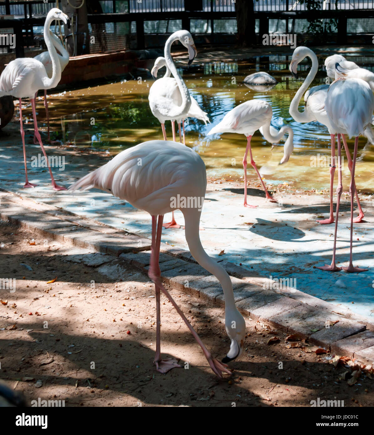 Große und schöne Vogel in einem Zoo Flamingo Rose Stockfoto