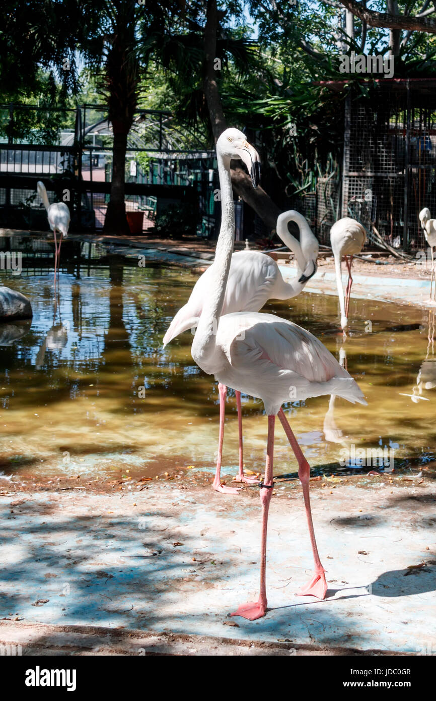 Große und schöne Vogel in einem Zoo Flamingo Rose Stockfoto