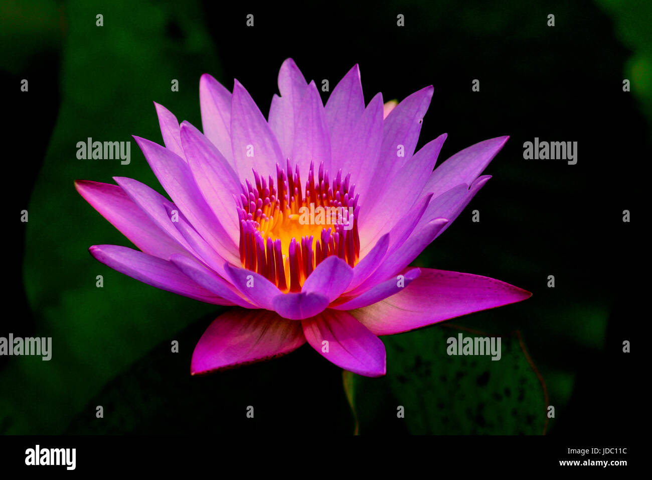 Nahaufnahme von lila gelb Lotus im Teich Stockfoto