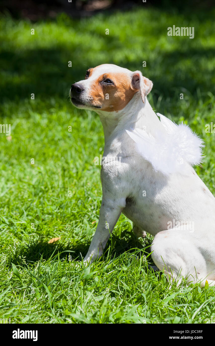 Porträt von einem Jack Russell Terrier Hund mit weißen Süße Jackrussellterrier Mit Engelsflügeln Und Einen