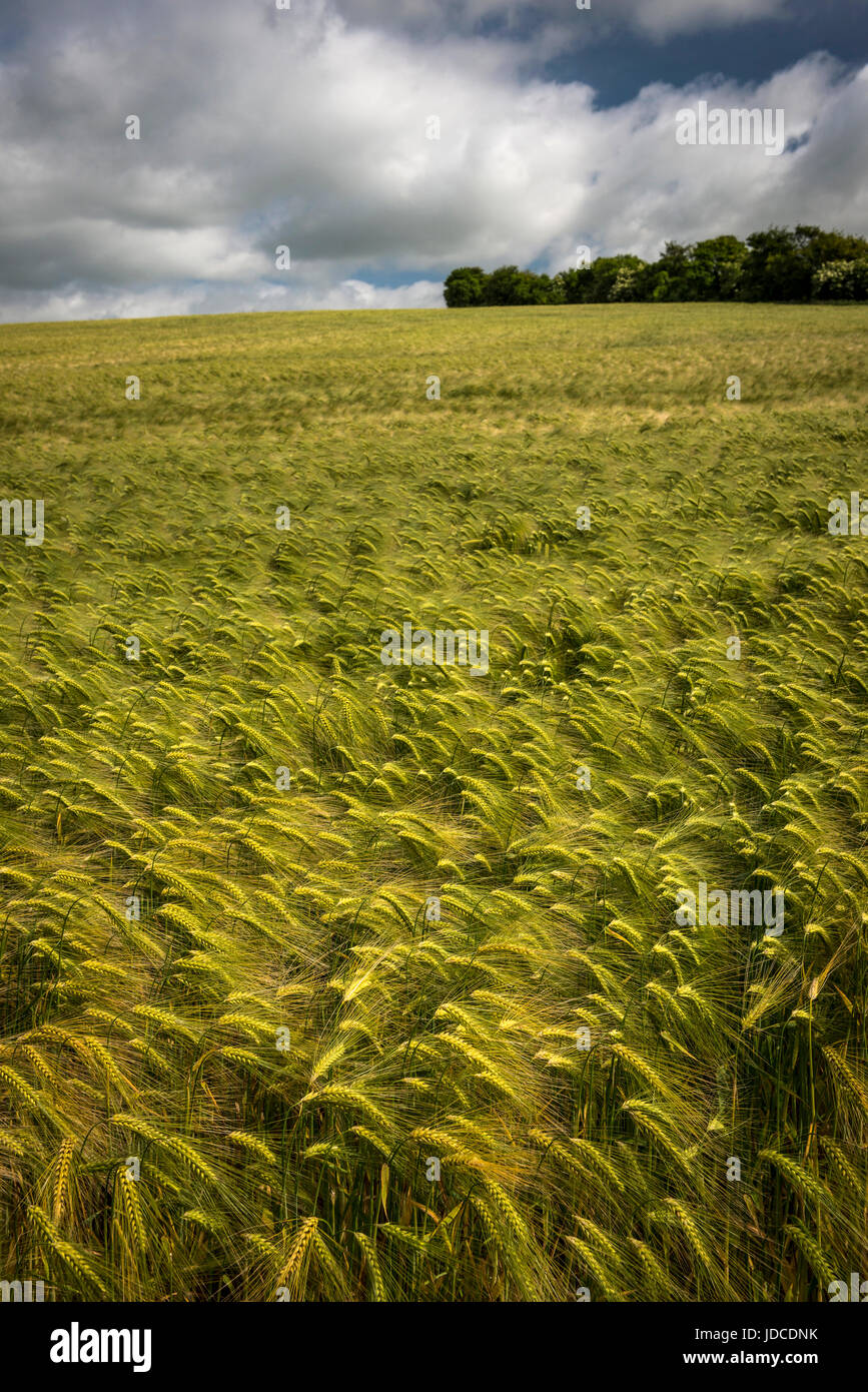 Felder der Gerste in der Nähe von dem Dorf East Kennet in Wiltshire, Großbritannien Stockfoto