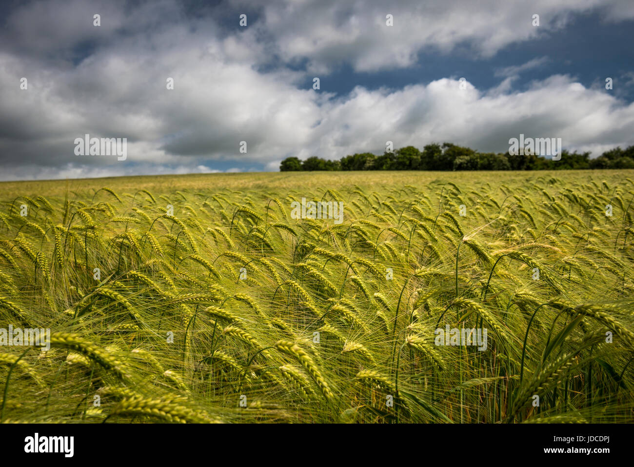 Felder der Gerste in der Nähe von dem Dorf East Kennet in Wiltshire, Großbritannien Stockfoto