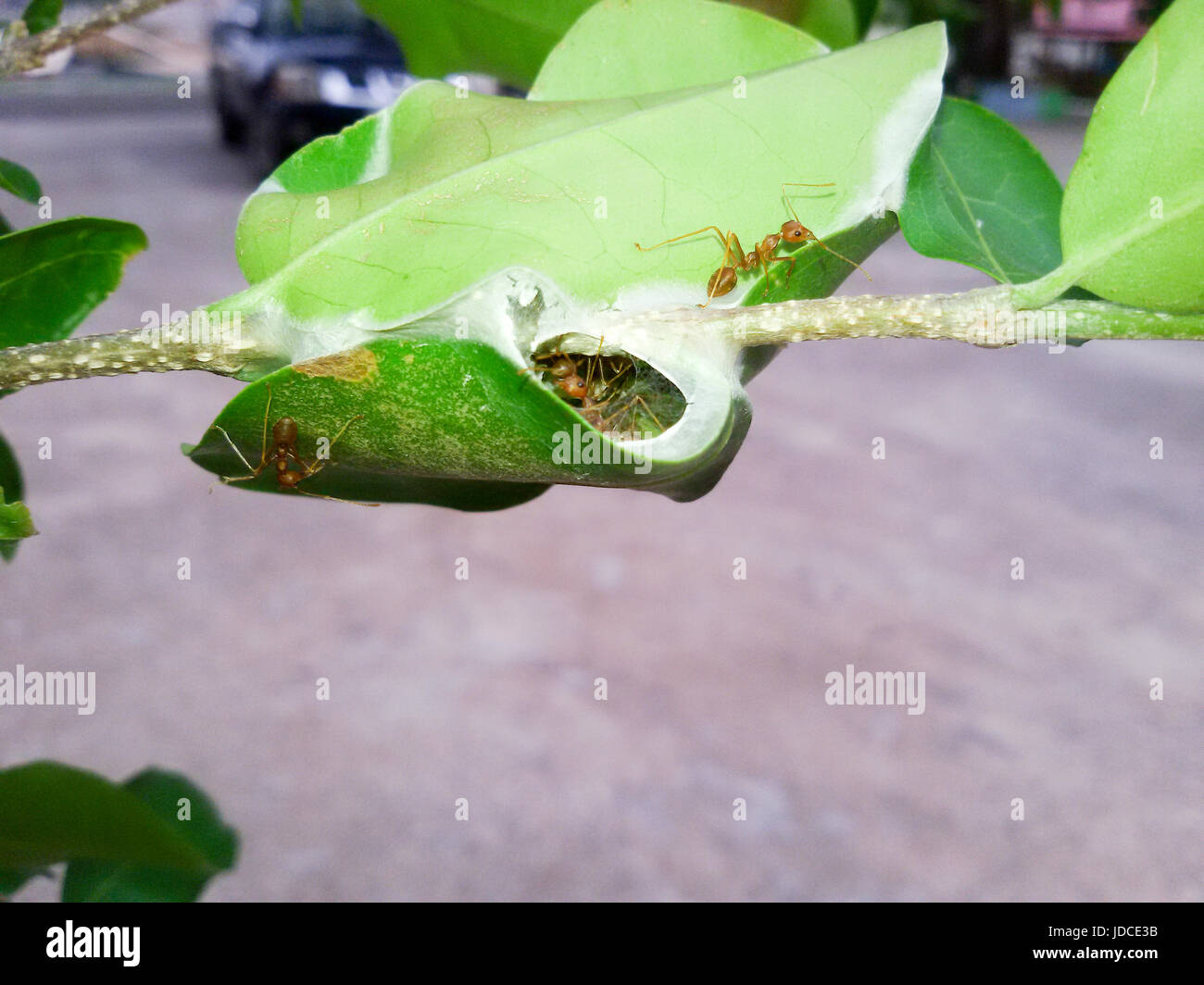 Rote Ameisen Arbeiten Als Team Um Ihr Nest Im Baum Zu Bauen Rote Ameisen Teamarbeit In Gruner Natur Oder Im Garten Halten Ei Ameisen Stockfotografie Alamy