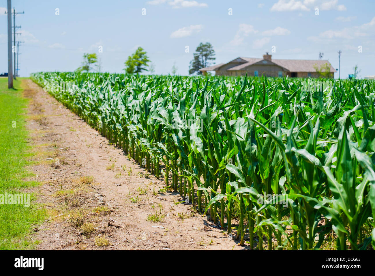 Ein Feld von einem jungen Stand von Mais mit der Entwicklung von Augen, Kabatiella Zeae, Krankheit wächst in der Landschaft von North Central Oklahoma, USA. Stockfoto