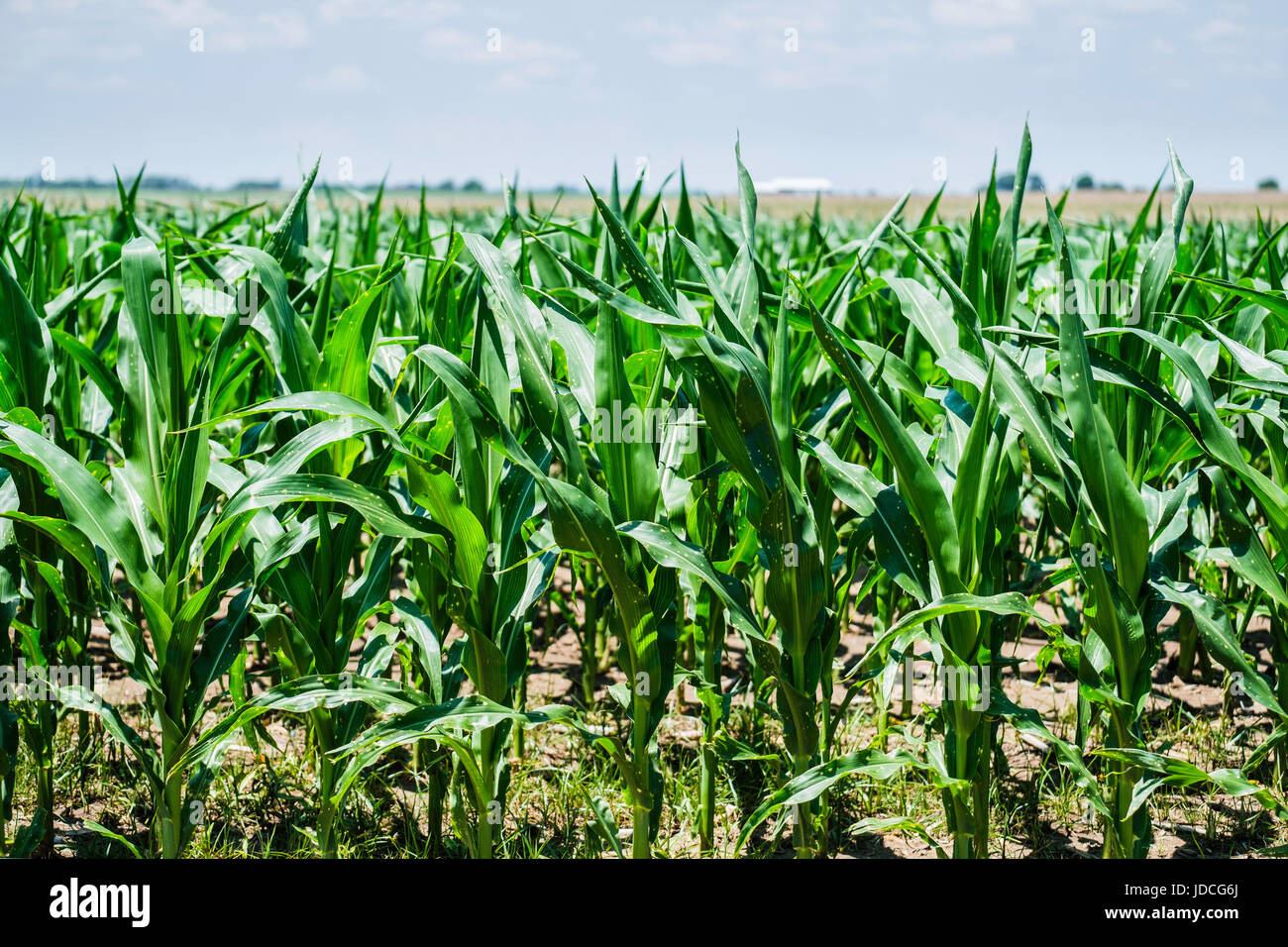 Ein Feld von einem jungen Stand von Mais mit der Entwicklung von Augen, Kabatiella Zeae, Krankheit wächst in der Landschaft von North Central Oklahoma, USA. Stockfoto