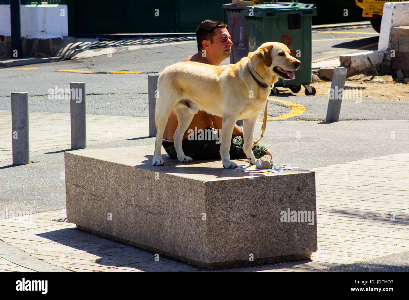 Ein Mann mit seinem Labrador Hund Standortwahl auf einem Marmorsockel bei strahlendem Sonnenschein die Hauptstraße von Playa Las Amrericas in Teneriffa an einem heißen Sommertag Stockfoto