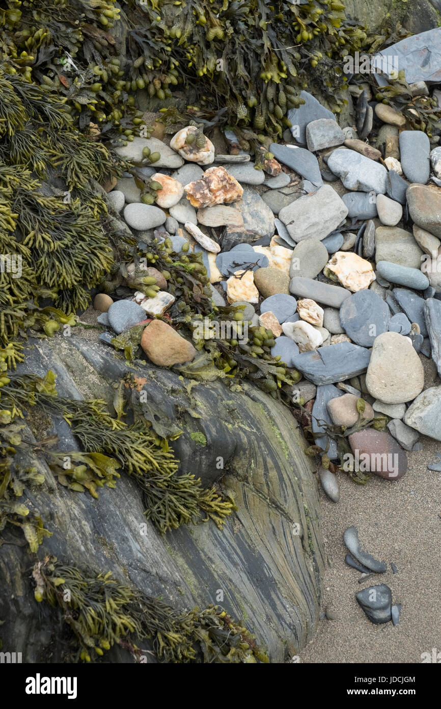 Nahaufnahme Detail von Steinen, Kies und Algen am Strand von Cwm yr Eglwys, Pembrokeshire Coast National Park, Wales, UK Stockfoto