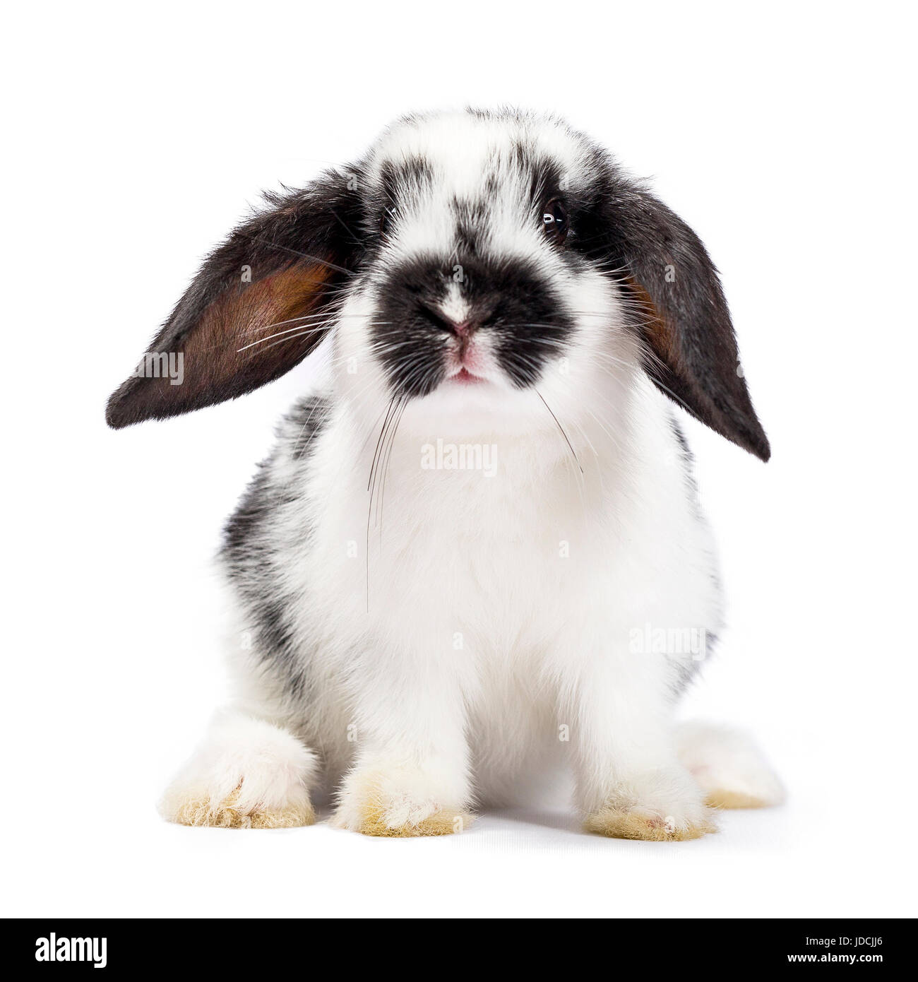 Schwarz / weiß Baby Hase sitzend isoliert auf weißem Hintergrund Stockfoto
