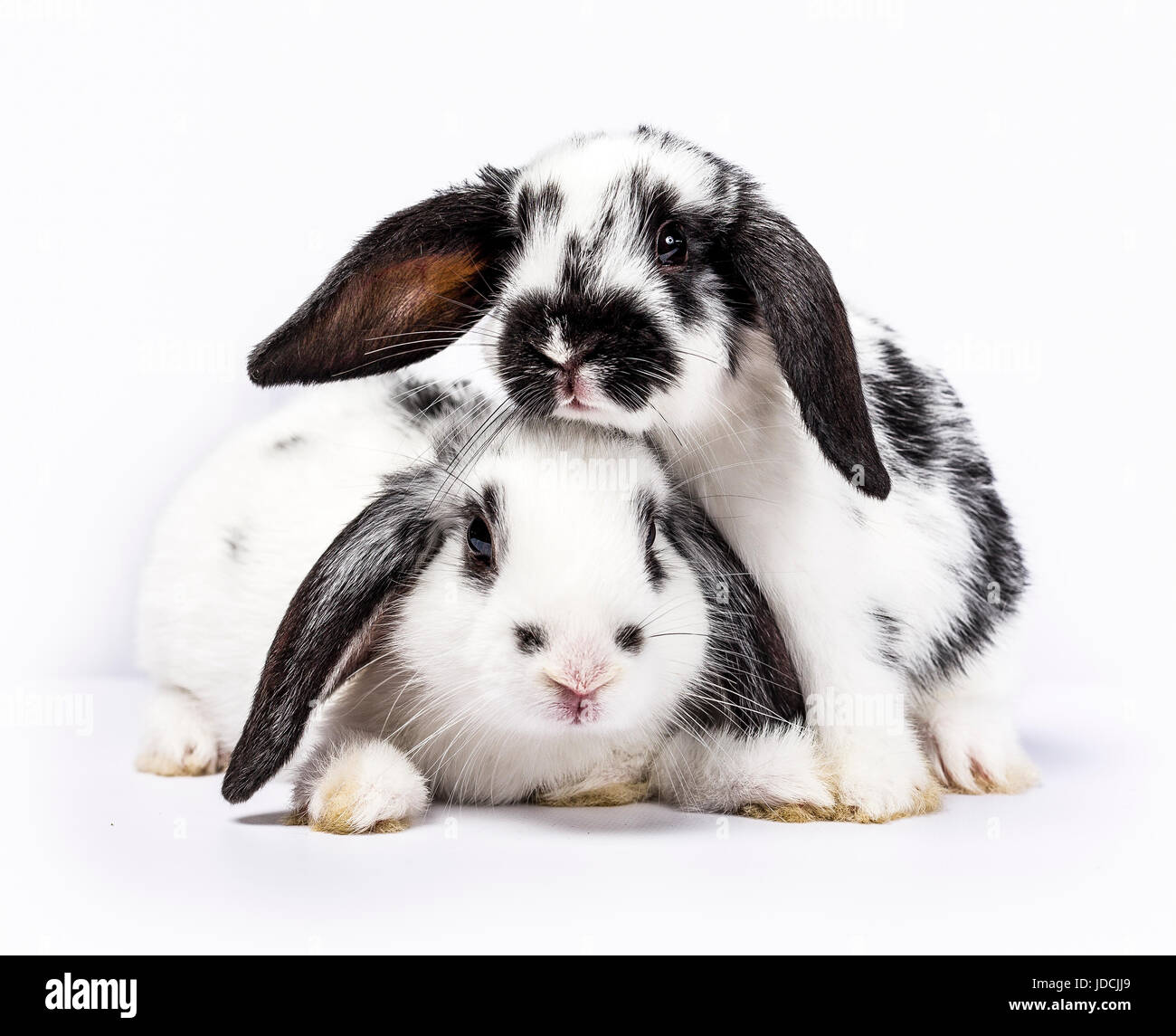 Paar von zwei schwarzen und weißen Baby Hasen isoliert auf weiss Stockfoto