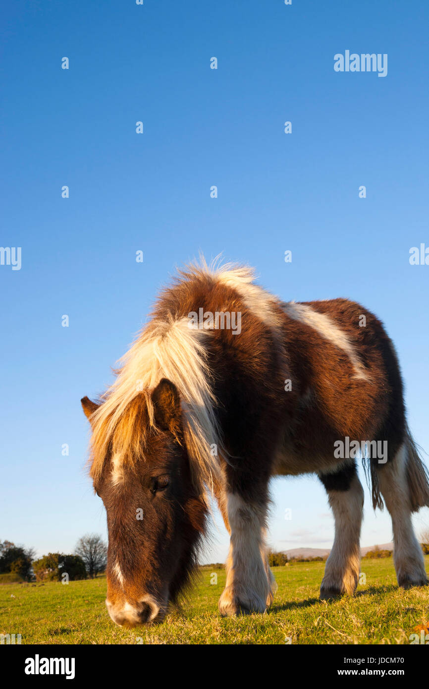Pony, Dartmoor Nationalpark. Pferd.  Wilden Dartmoor Pony beleuchtet wieder Sonnenuntergang Beweidung Essen Rasen. Devon, England, UK Stockfoto